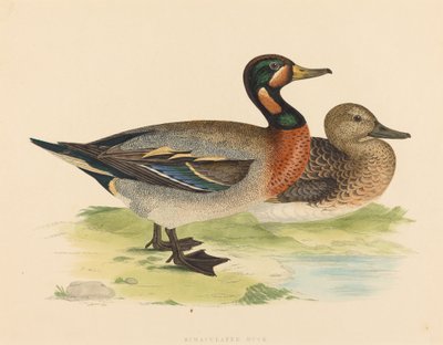 Bimakulierte Ente von Unbekannt