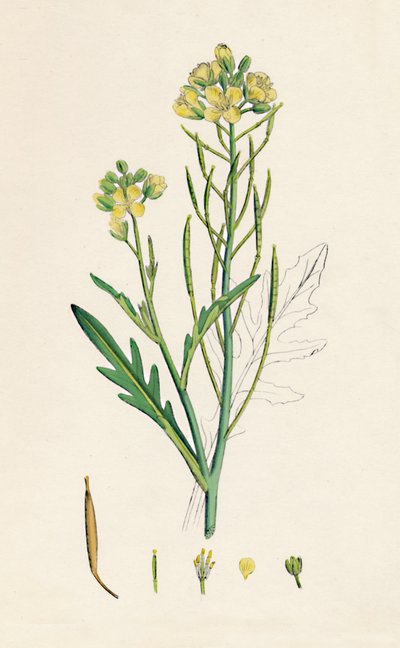 Brassica tenuifolia. Wand-Rauke, 19. Jahrhundert von Unbekannt