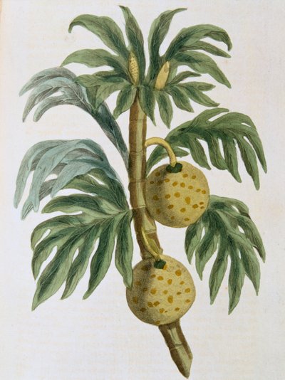 Brotfrucht Artocarpus incisus, 1823 von Unbekannt