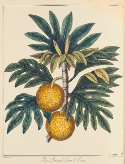 Brotfrucht Artocarpus incisus, um 1798 von Unbekannt