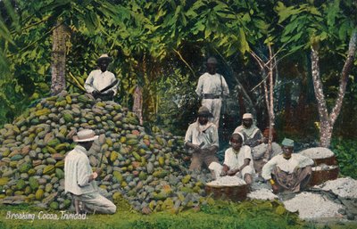 Kakao brechen, Trinidad, frühes 20. Jahrhundert von Unbekannt