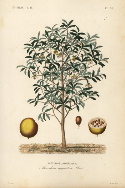Kalabassenmuskat, Monodora myristica von Unbekannt