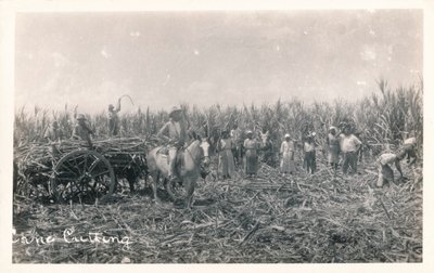 Zuckerrohrernte, ca. 1930 von Unbekannt