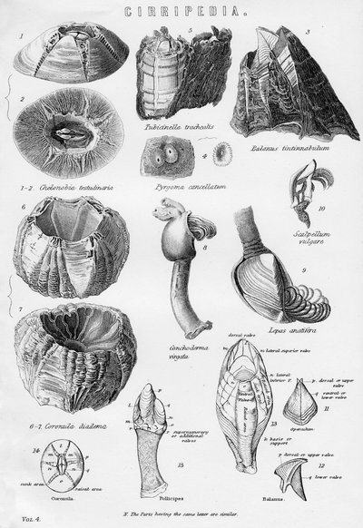 Cirripedia, 19. Jahrhundert von Unbekannt