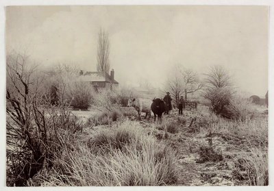 Kühe auf einem frostigen Feld, um 1890 von Unbekannt