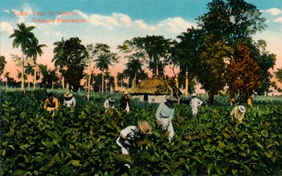 Kuba: Vega de tabaco. Tabakplantage, ca. 1900 von Unbekannt