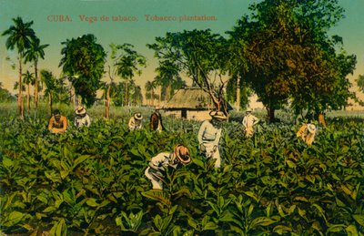 Kuba. Vega de tabaco. Tabakplantage, ca. 1920er Jahre von Unbekannt