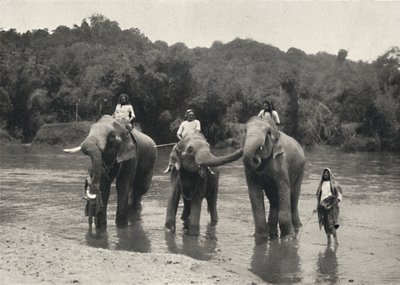 Elefanten im Bade Mahaaliganga, 1926 von Unbekannt