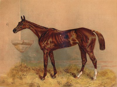 Emblem, Steeplechase Stute, um 1879 von Unbekannt