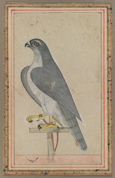 Falke von Unbekannt