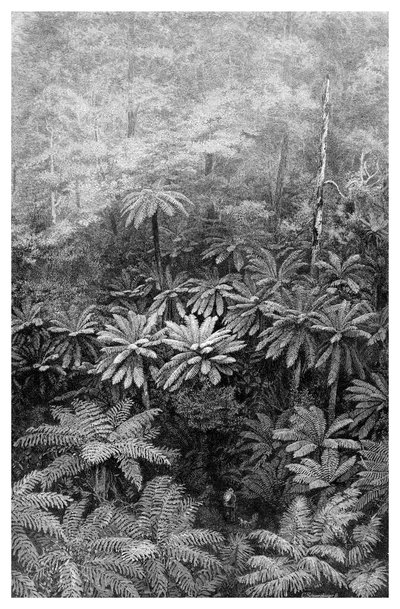 Fern Tree Gully, Australien, 1886 von Unbekannt