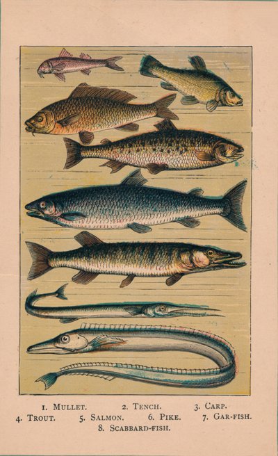 Fisch, 1907 von Unbekannt
