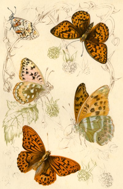 Fritillary-Schmetterlinge von Unbekannt