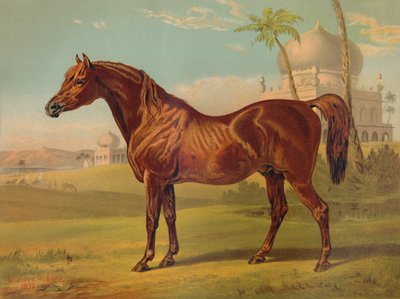 Goldie, Hochklassiger Araber, um 1879 von Unbekannt