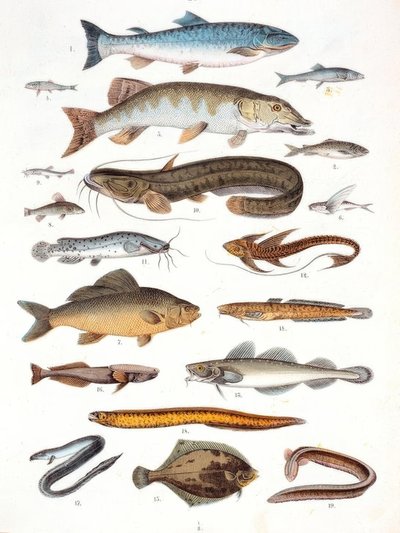 Grätenfische und Weichflosser von Unbekannt