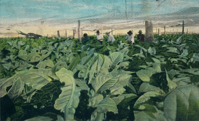 Tabakanbau, Kuba, 1909 von Unbekannt