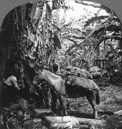 Bananenernte, Costa Rica, 1909 von Unbekannt