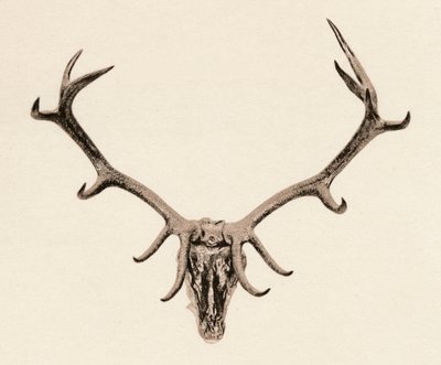 Kopf eines Hirsches, 16. Jahrhundert, 1904 von Unbekannt