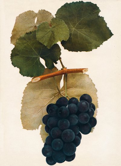 Herbert, 1908 von Unbekannt