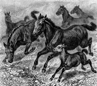 Herde von Tarpan, 1893 von Unbekannt