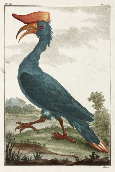 Nashornvogel von Unbekannt
