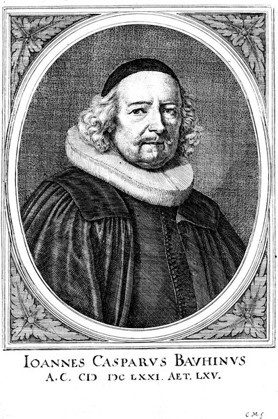 Jean Caspar Bauhin 1606-1659, Schweizer Arzt und Botaniker von Unbekannt