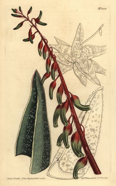 Gasteria carinata von Unbekannt