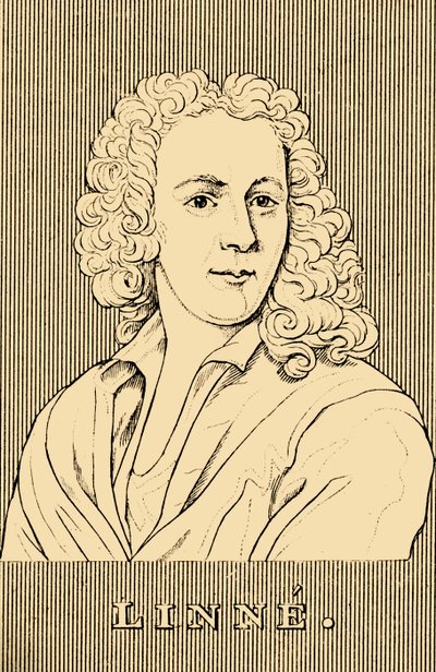 Linne, 1707-1778 von Unbekannt