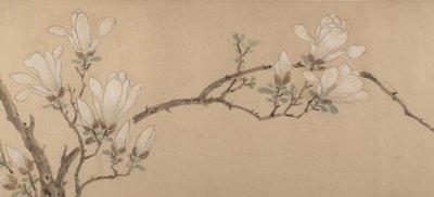 Magnolie (datiert 1549) von Unbekannt