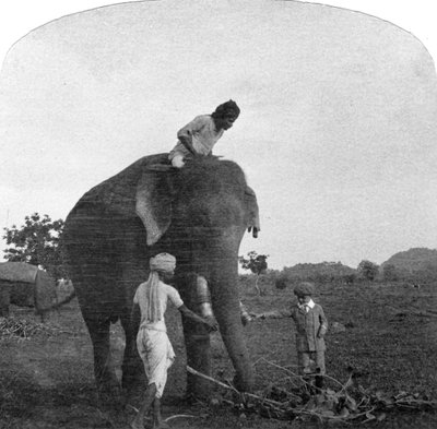 Meister Ekbal füttert einen Elefanten, Indien, 1900er Jahre von Unbekannt