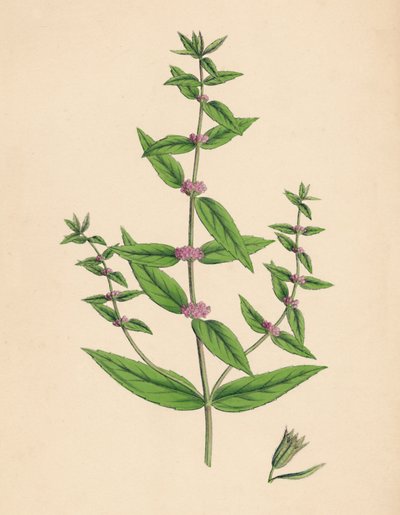 Mentha gracilis, var. genuina. Schlanke Minze, 19. Jahrhundert von Unbekannt