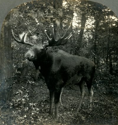 Herrscher über alles, was ich überblicke, 1899 von Unbekannt