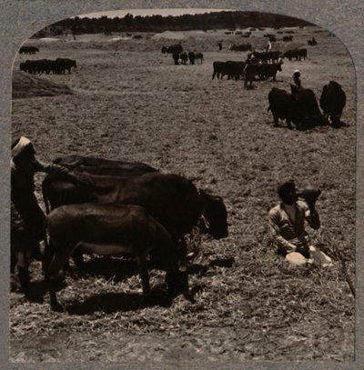 Ochsen, die Korn treten, um 1900 von Unbekannt