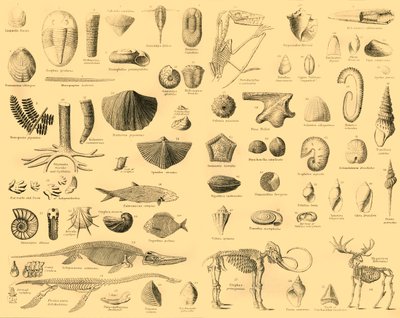 Paläontologie von Unbekannt
