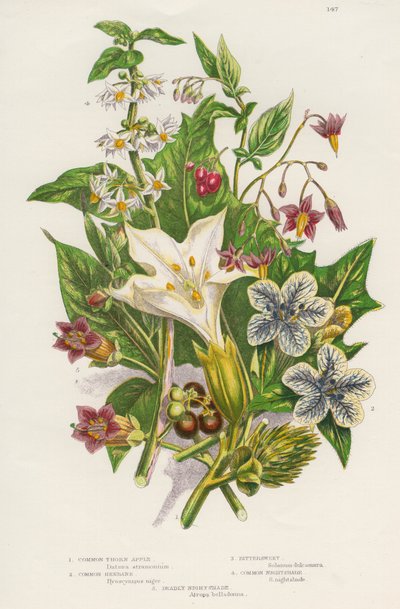 Giftige Pflanzen, um 1885 von Unbekannt