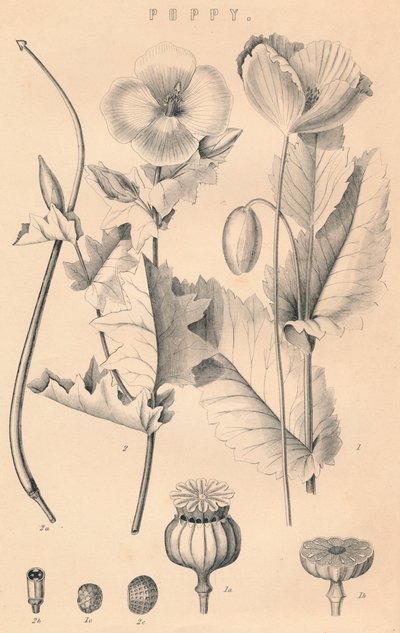 Mohnblume, 19. Jahrhundert von Unbekannt