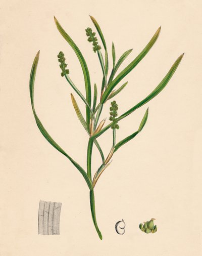 Potamogeton zosterifolius. Grasartige Teichpflanze, 19. Jahrhundert von Unbekannt