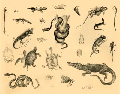Reptilien, um 1910 von Unbekannt