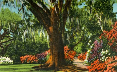 Szene in den Magnolia Gardens, nahe Charleston, S.C., 1942 von Unbekannt