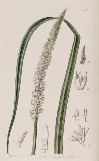 Schoenocaulon officinale von Unbekannt