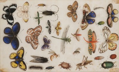 Studie von Schmetterlingen und Insekten von Unbekannt