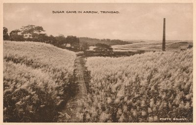 Zuckerrohr in Arrow Trinidad, um 1900 von Unbekannt