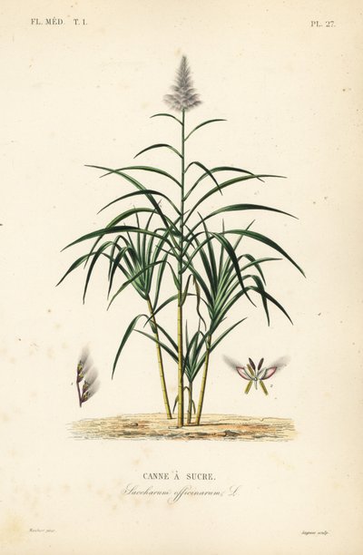 Zuckerrohr, Saccharum officinarum von Unbekannt