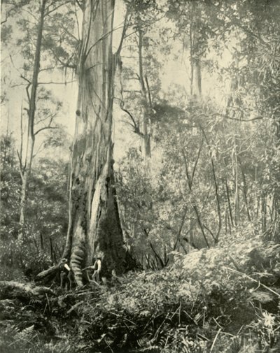 Der Baron, ein bekannter hoher Baum, 1901 von Unbekannt