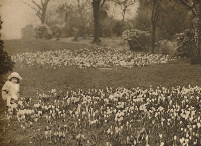 Der Krokusteppich des Frühlings, ca. 1935 von Unbekannt