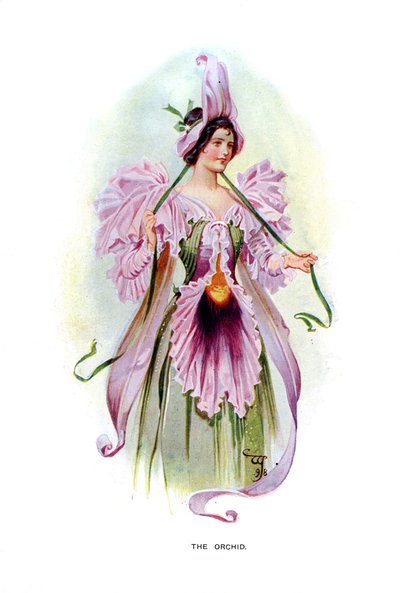 Die Orchidee, 1899 von Unbekannt