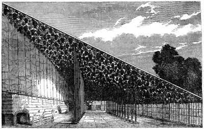 Das Weingut in Hampton Court, 19. Jahrhundert von Unbekannt
