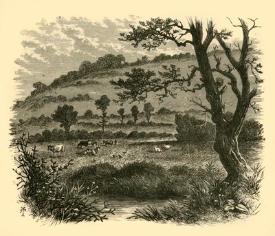 Thistledon, 1898 von Unbekannt