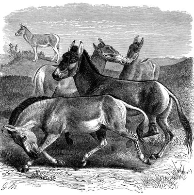 Tibetischer Wildesel oder Kiang, 1893 von Unbekannt