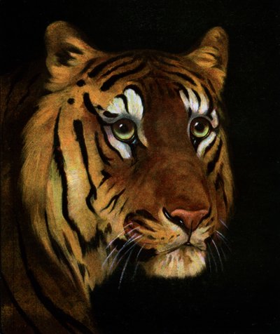 Tigerstudie, 1908-1909 von Unbekannt